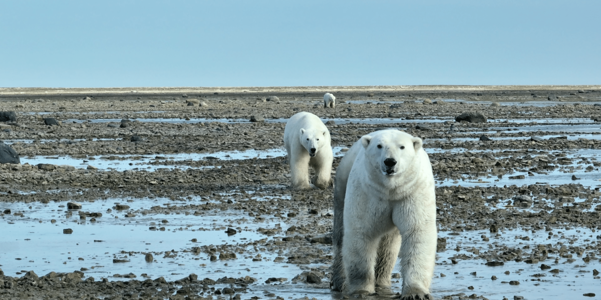 James Bay Polar Bears